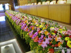 深圳花木租擺、園林綠化施工與養護全流程解析