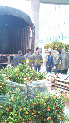 從年宵花綠植銷售到園林綠化施工 黃埔區政府服務升級與城市生態建設實踐